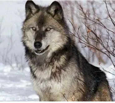 联邦宣布不再保护灰狼，加州反对，华盛顿州支持