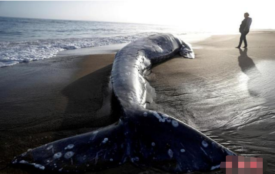 美国旧金山湾区再现灰鲸尸体 今年已出现13头