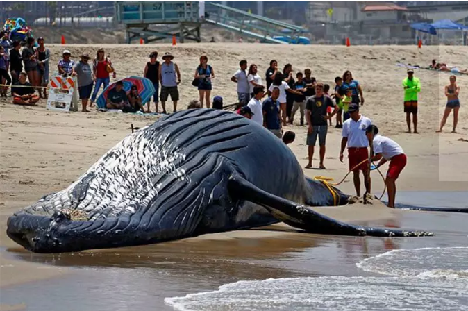 加州 | 今年春季美国西海岸，竟然有多达70头灰鲸搁浅死亡！