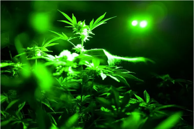 加州 | 奇怪的裁定！囚犯在牢里可以持有大麻，但不能吸食大麻