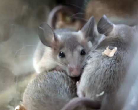 加州群岛老鼠泛滥、危害珍稀动物！政府欲投放1.5吨毒药！