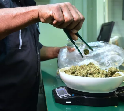 31亿美元！加州坐拥全球最大合法大麻供销市场