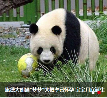 旅德大熊猫