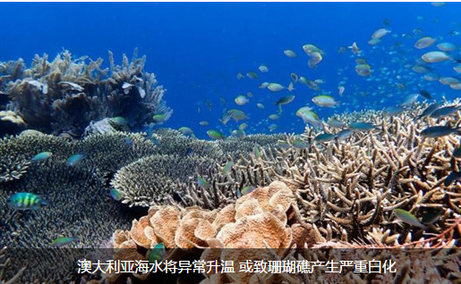 澳大利亚海水将异常升温 或致珊瑚礁产生严重白化
