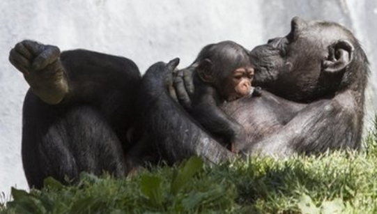 德国一动物园突发大火酿悲剧 仅2只黑猩猩幸存