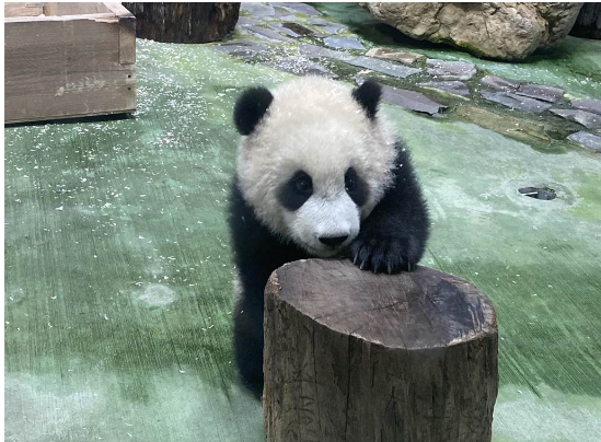 大明星来了！ 大熊猫“圆宝”台北动物园亮相“接客”！