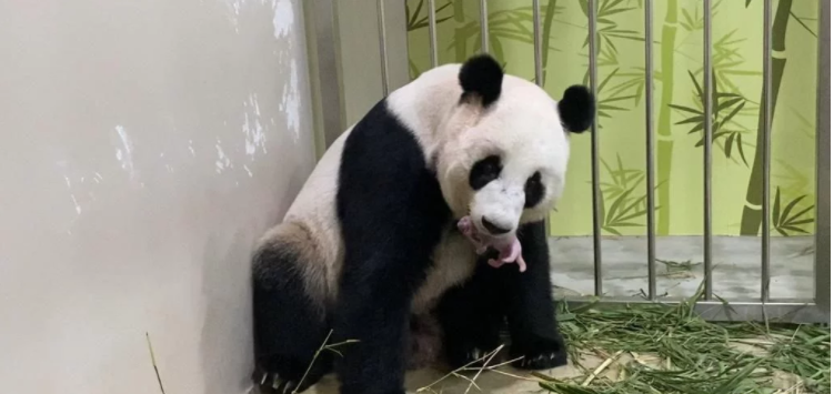 大熊猫“嘉嘉”在新加坡诞下熊猫宝宝！