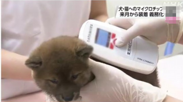 日本新法规定商家必须给猫狗植入芯片 6月1日生效！
