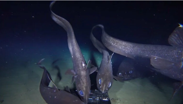 日本发现全球最大深海硬骨鱼：全长2.5米 可能扰乱当地食物链！