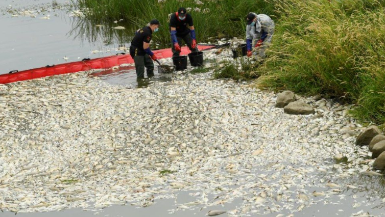 波兰与德国界河惊现数吨死鱼，波兰警方悬赏21万欧元征集肇事者信息！