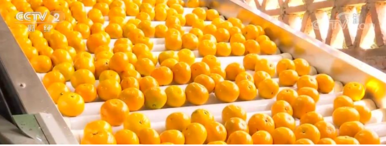 防城港沃柑首次出口新加坡 扩大农产品国际市场！