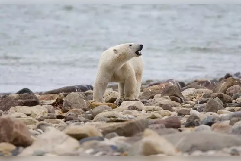 气候变迁冲击大 加拿大北极熊5年内减少27%！