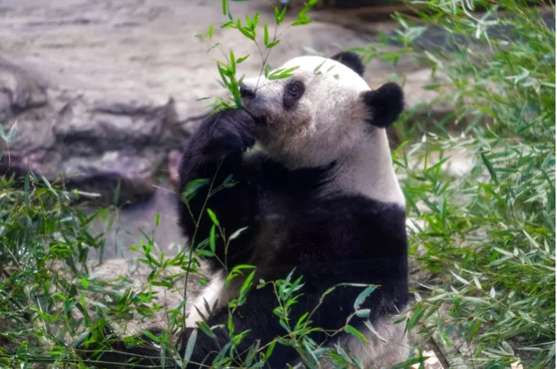 大熊猫香香，返中国前最后亮相 日本民众泪眼送别！