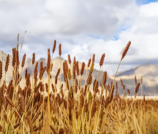 2023年西藏计划落实粮食播种面积280万亩以上