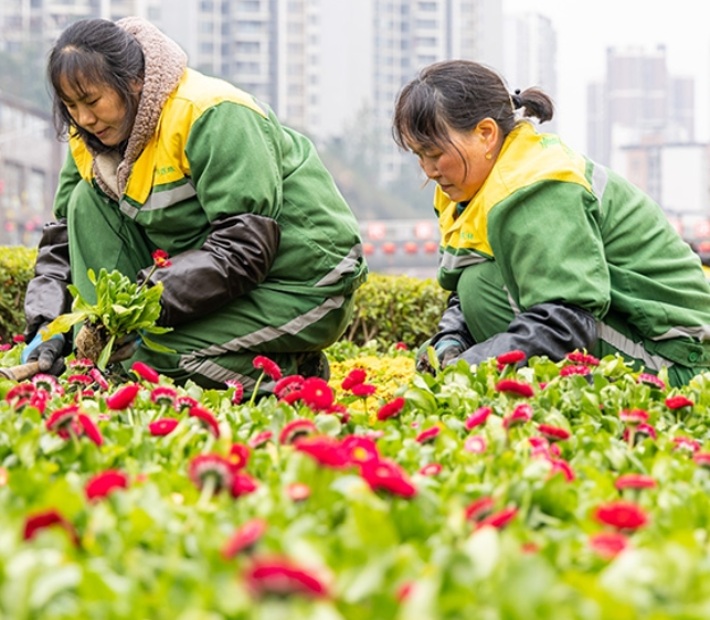 重庆南川：二月春风暖易农 增植补绿正当时