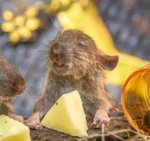 男人生娃不是梦！研究人员用两只雄性老鼠“产”下幼崽！下一步人类婴儿！不孕不育症患者的新希望！