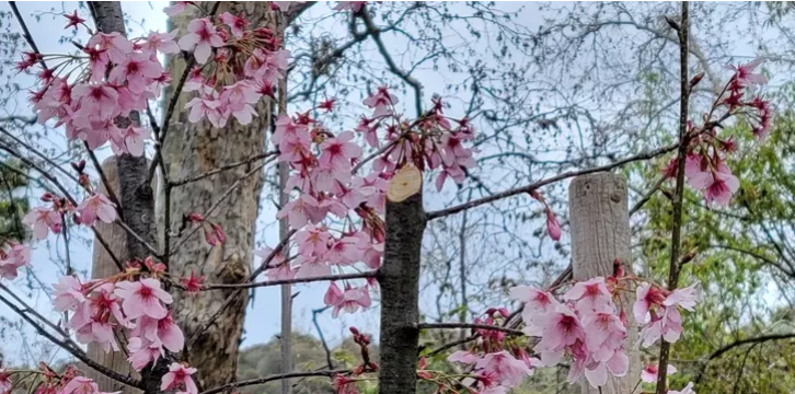 震惊！洛县赏樱胜地樱花树遭盗砍，品种珍贵疑似被转卖!