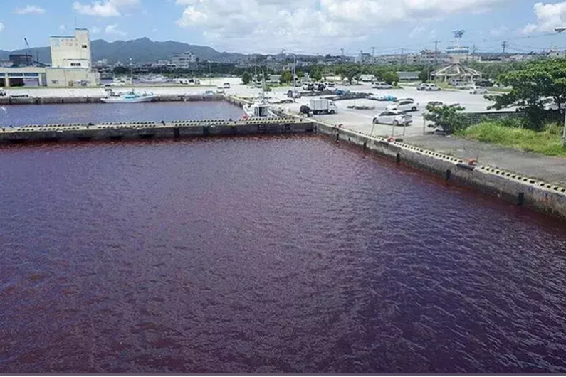 日本冲绳啤酒厂冷却水外泄 染成红海 渔民首见怪象吓到！